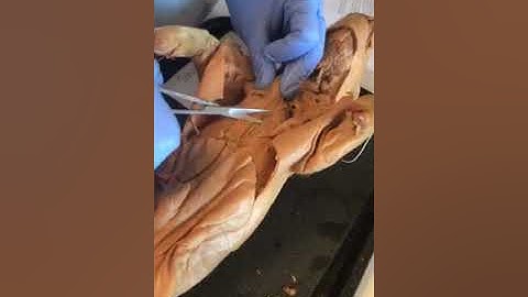 Fetal pig dissection part 3