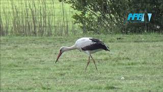 De Ooievaar Thuis In Bedum