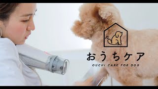 【現役トリマー解説】犬が嫌がらないドライヤーのやり方を動画で紹介！