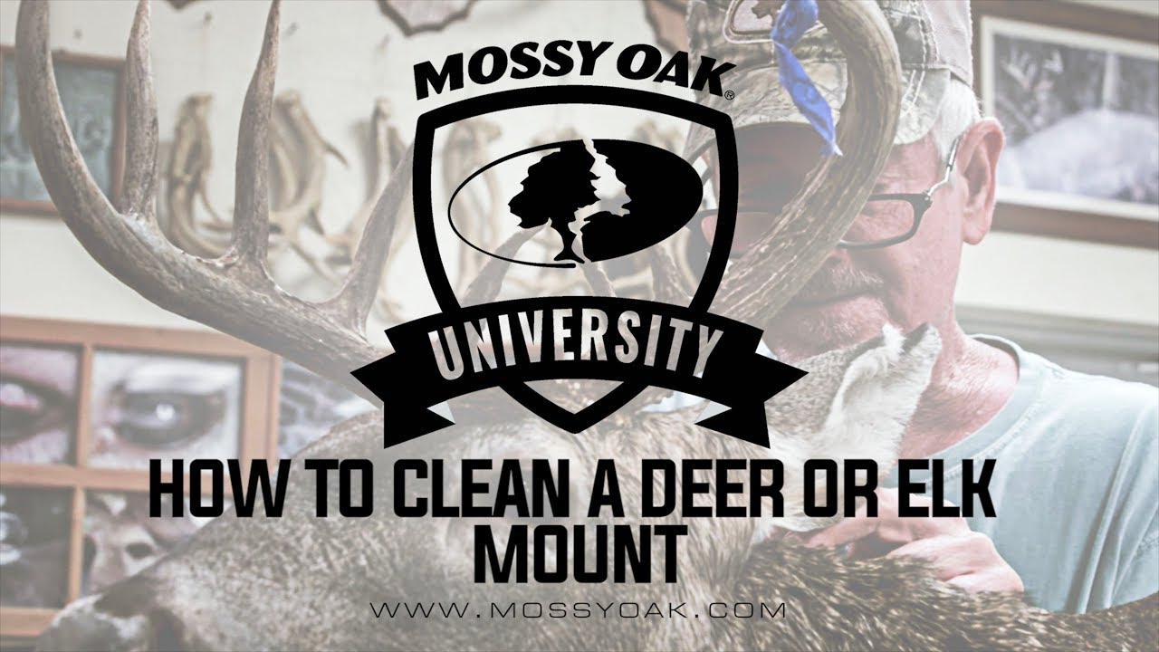 How to Clean a Deer or Elk Mount YouTube