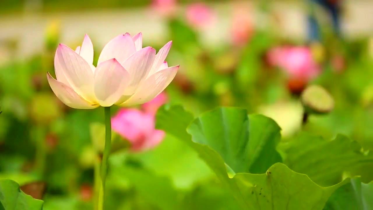 Relaxing Music for Stress Relief. Flowers.