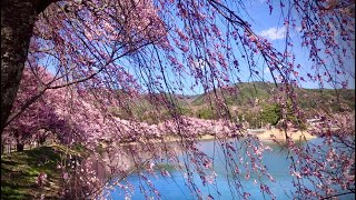 日本三代桜名所の高遠の近所の桜