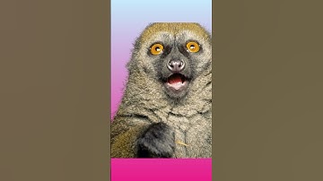 🐺🐏😺 animal behaviour 🌅🥀🌄🤗💥