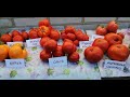 🍅🍅ОБЗОР ТОМАТОВ на 29 07 в теплице. АНДРЕЕВСКИЙ СЮРПРИЗ, ТЕЩИН ЯЗЫК, БЫЧИЙ ЛОБ, ВЕРНА, ОЛЬГА