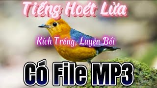 Tiếng Chim Hoét Lửa (Hoét Vàng) Mới Nhất 2024 | File Hoét Lửa Chuẩn Nhất Có File Mp3