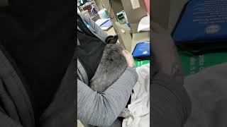 Rabbit SQ Injection