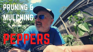 Bottom Pruning and Mulching Pepper Plants