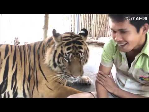 小さいときから虎を飼うとこうなる 甘える仕草がカワイイ 癒し Youtube