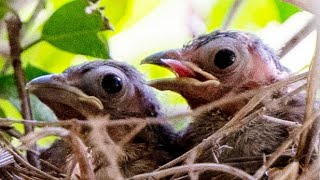 Cardinal Babies | Egg Hatching to Chicks Fledging |11 days in 2 mins | Bird hatching and brooding
