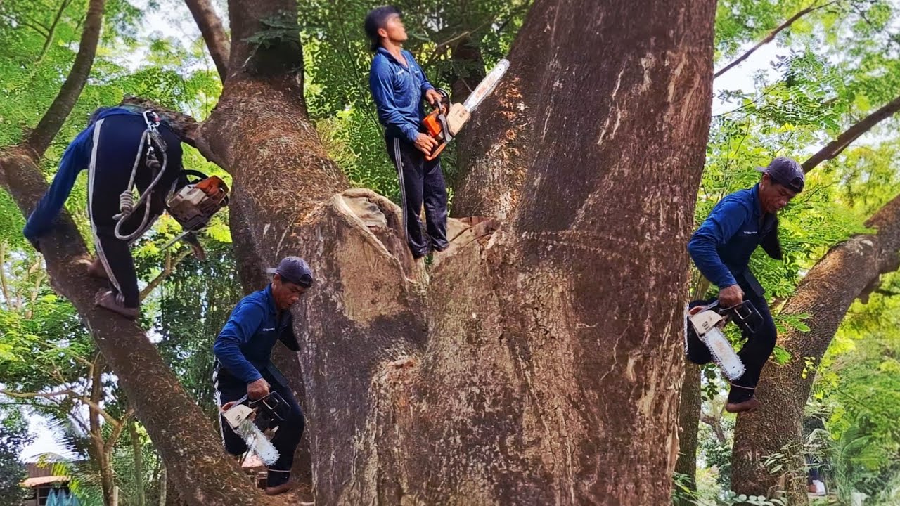 Cưa cây Me tây siêu khủng, siêu to / Sawing down a super large, giant Tamarind tree | T993