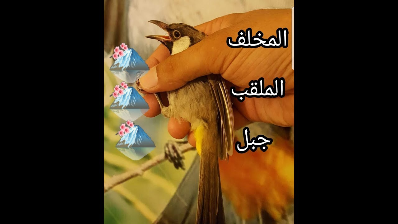 شوكت يصير المخلف جاهز للتغريد وكامل التدريب