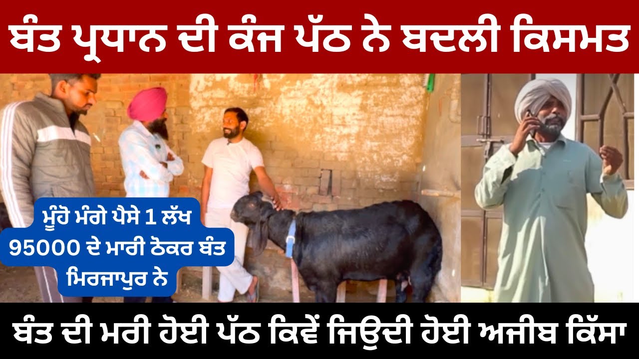 ਬੰਤ ਦੀ ਪੱਠ ਮਰ ਕੇ ਜਿਉਦੀ ਕਿਵੇਂ ਹੋ ਗਈ ਸੁਣੋ ਕਾਲੀ ਦੁਨੀਆਂ ਦੇ ਪ੍ਰਧਾਨ ਤੋਂ ll BANT KALI DUNIYA WALA ll 