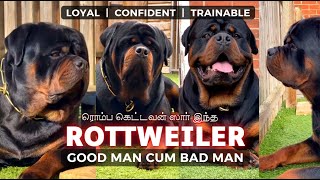 Rottweilers: Loyal, Confident, and Trainable Companions #rottweiler #petslikers #rottweilerdog