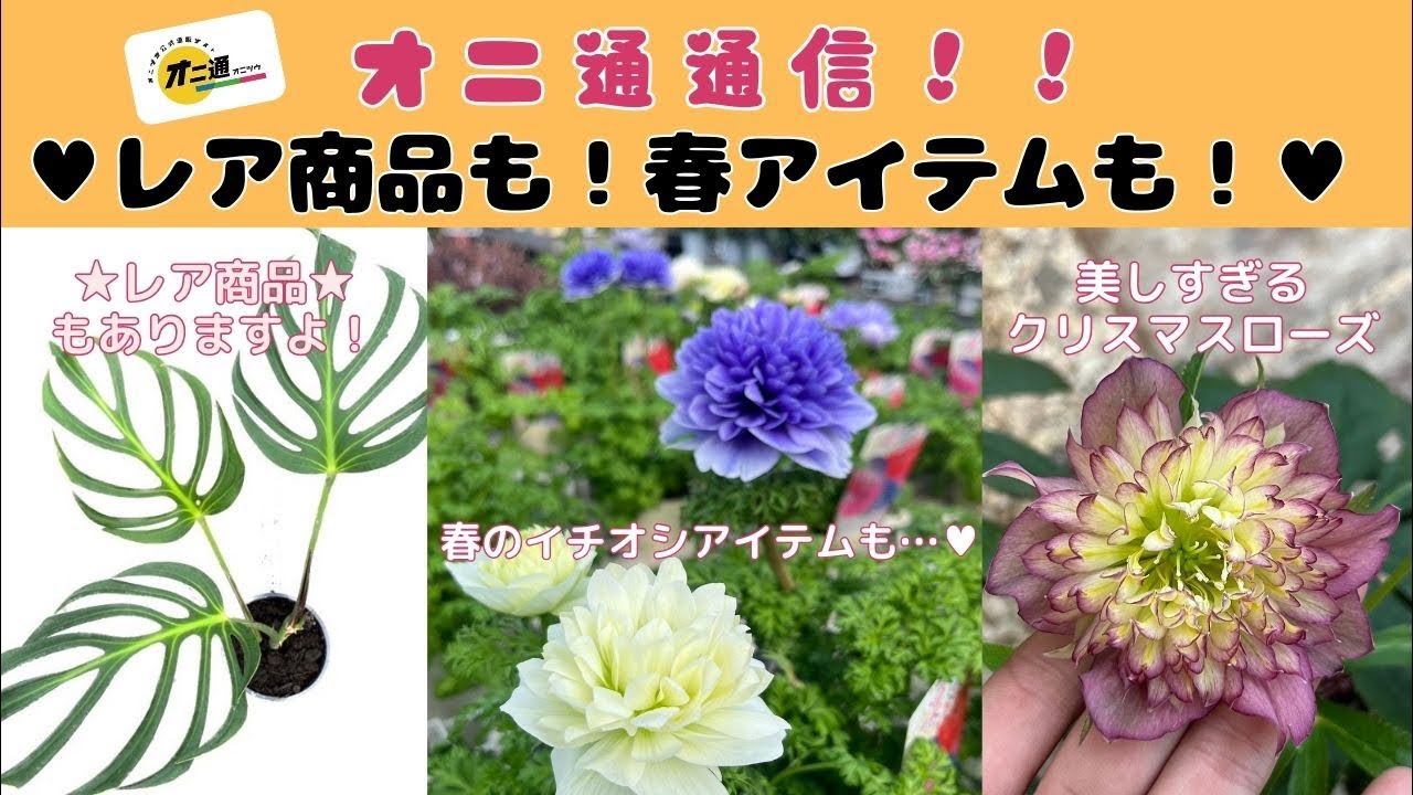 Onitsu News] Rare items and spring items! Lots to choose from