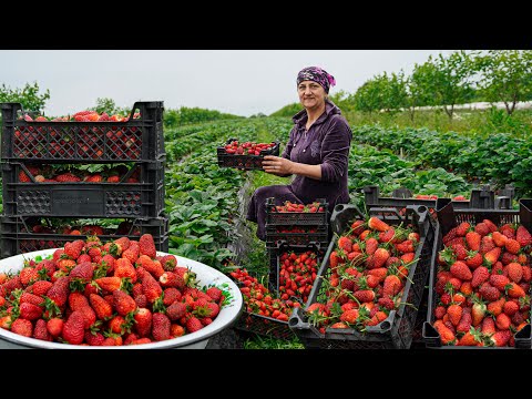 Strawberry Harvest from the Field - Homemade Strawberry Marmalade and Jam Recipe in the Village