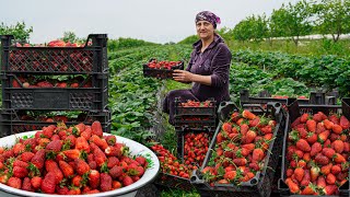 Strawberry Harvest from the Field  Homemade Strawberry Marmalade and Jam Recipe in the Village