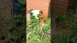 Rescuing a garden completely overgrown with vegetation, leaving no way in #cleaning
