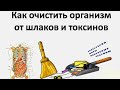 Травяной сбор для очистки организма от шлаков и токсинов. Рецепт из народной медицины