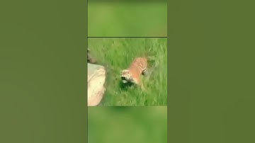 tiger attacks man on elephant. credit unknown