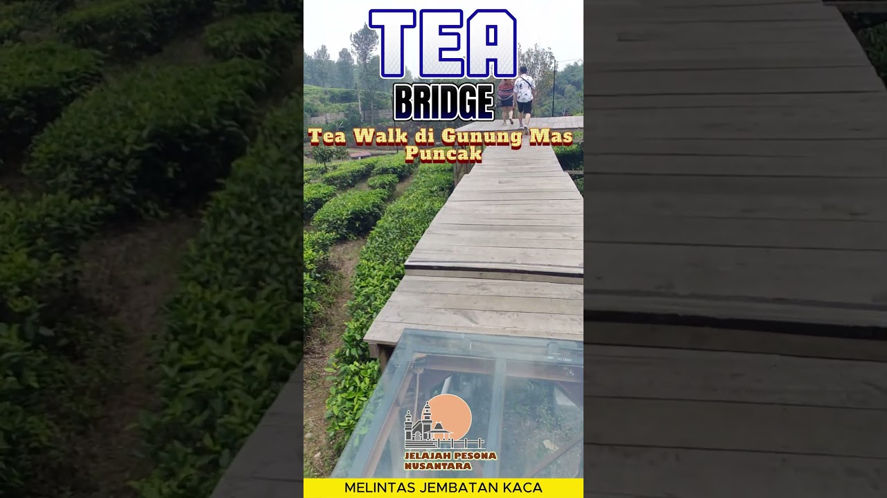 TEA BRIDGE GUNUNG MAS PUNCAK - Rekomendasi Tea Walk Kekinian 