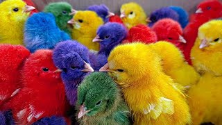 Catch Cute Chicken, Colorful Chicken, Gokill Rainbow Chicken, Rabbit, Cute Cat, Duck, Cute Animal #1