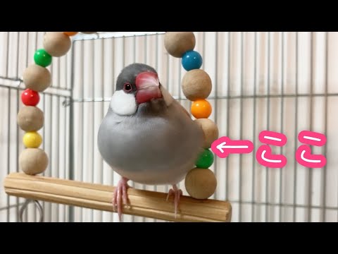 モフモフにブランコが食い込みがちな文鳥よもぎ(再掲)