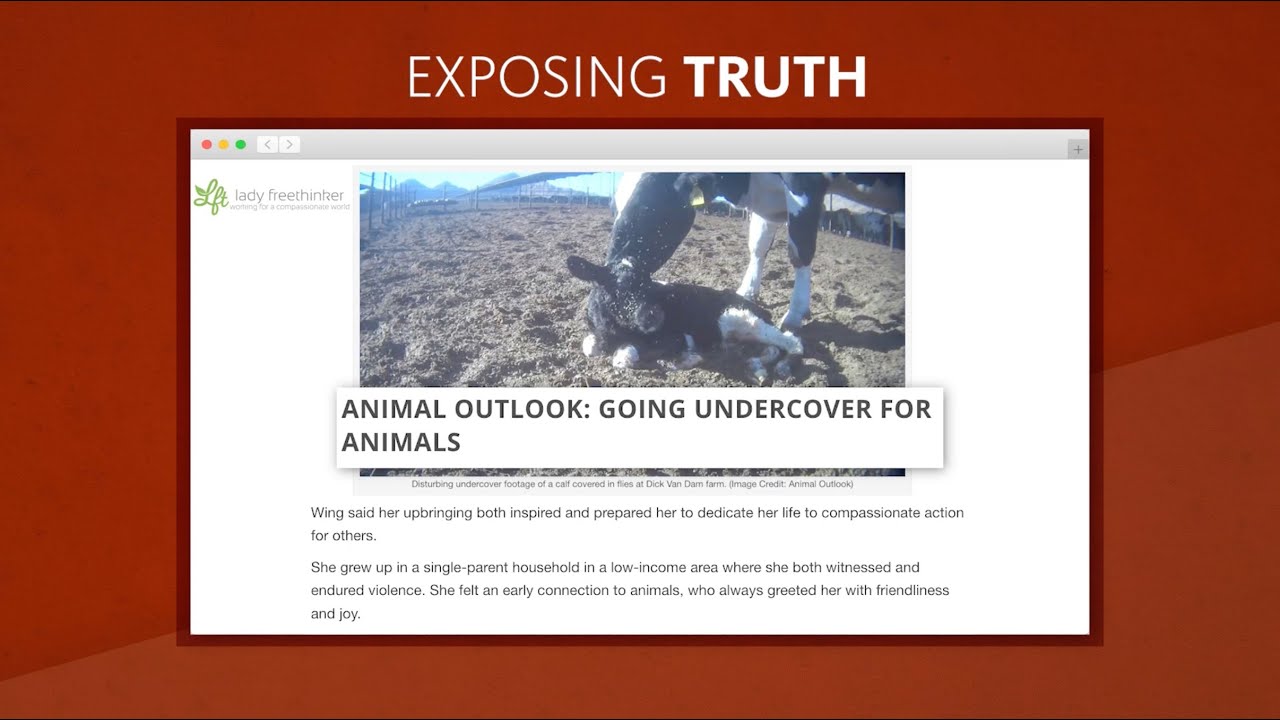 Animal Outlook 2021 Building A Better Tomorrow For All Animals YouTube