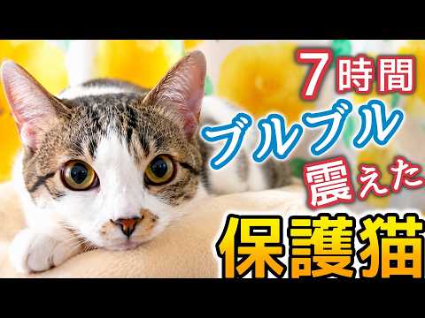 7時間ブルブル震え続けた1歳の保護猫…大学病院で相談した結果