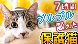 7時間ブルブル震え続けた1歳の保護猫…大学病院で相談した結果