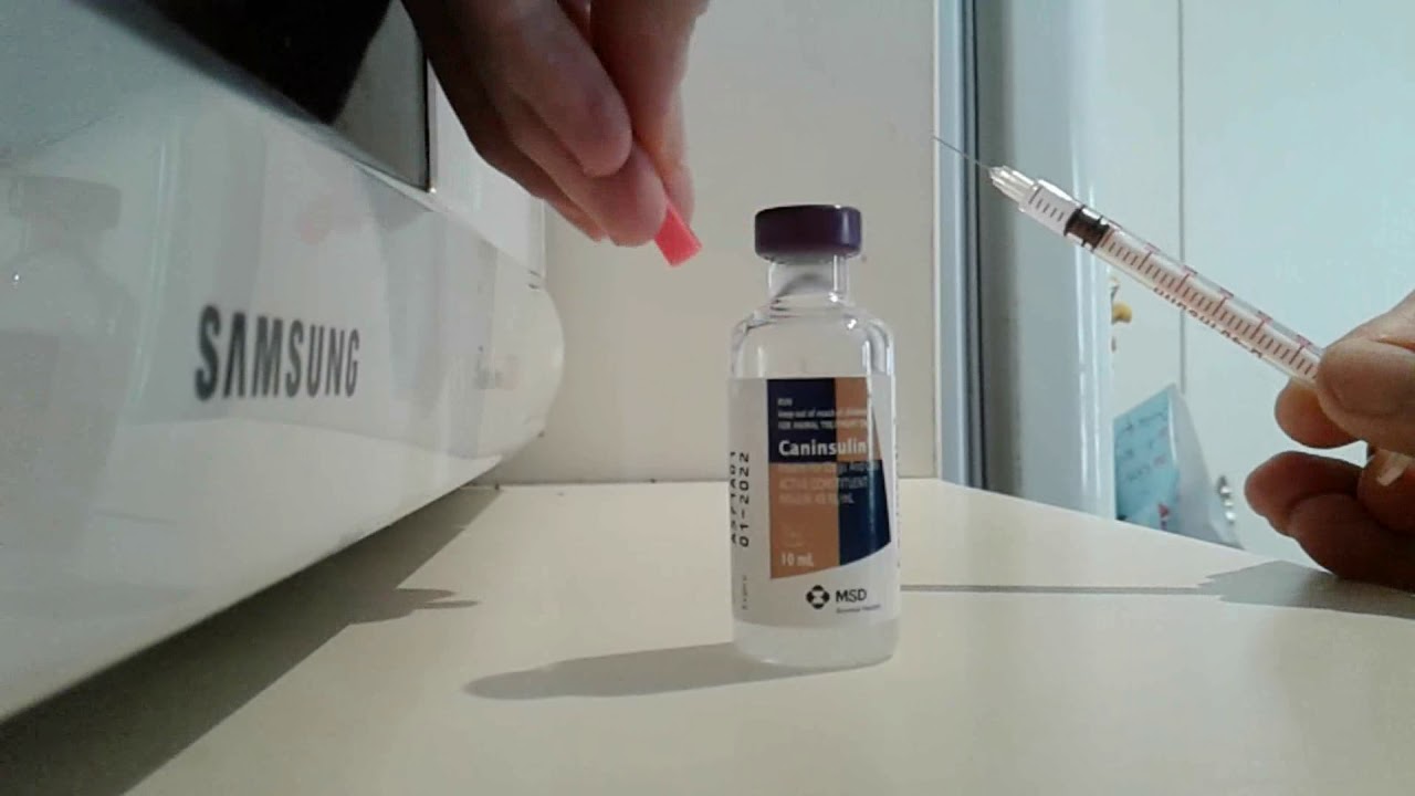 Diabetic dog - drawing up insulin into a syringe.