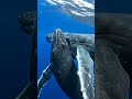 Minum susu di dalam laut? Kok bisa!! #shortvideo #shortviral #faktaunik