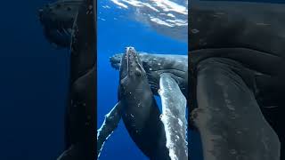 Minum susu di dalam laut? Kok bisa!! #shortvideo #shortviral #faktaunik