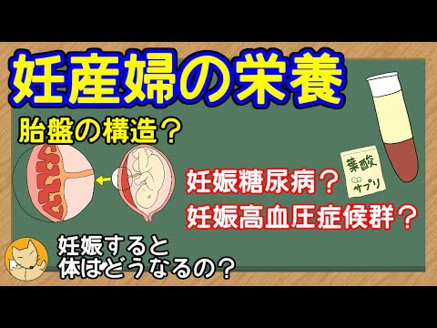 【管理栄養士】　妊産婦の栄養についての解説講座