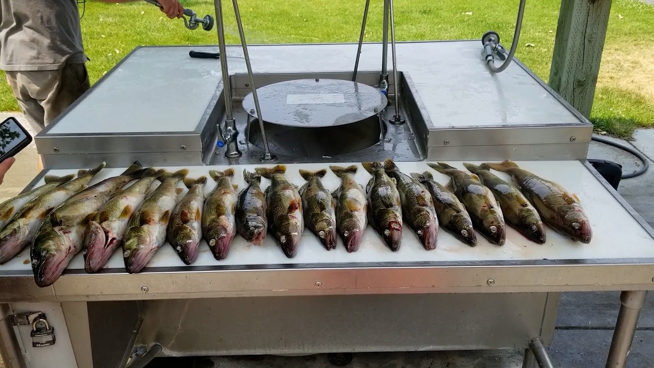 Walleye Fishing with Bottom Bouncers on the Lower Columbia River