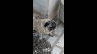 Female Pug Belly Playing With Us Doglovers Pug Lovers