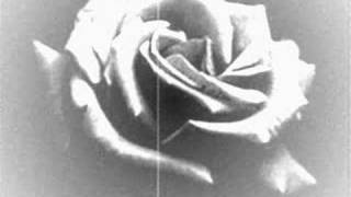 Video thumbnail of "Tremolo - "Rosas Negras""