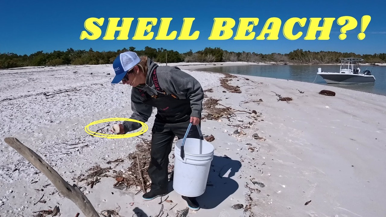World Class Sea Shelling | Florida Everglades