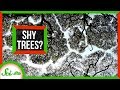 Why Do These Trees Refuse to Touch?