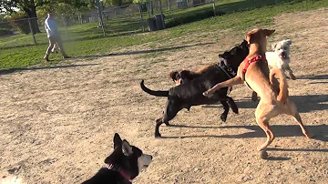 RAW!!!!!!! Yellow Lab Blue Healer Mix Fights Black Lab At Omaha Dog Park