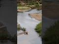 Leopard drags kill across the Sand River 🐆 #wildlife #safari #leopard