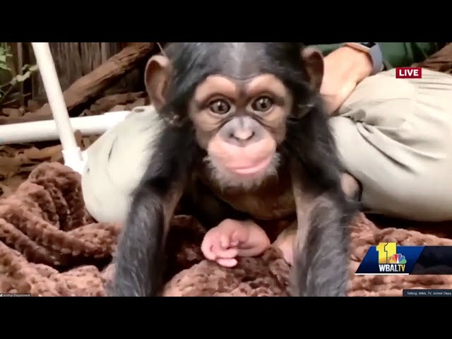 Vídeo de mãe chimpanzé abraçando filhote pela primeira vez emociona