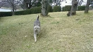 ミサイル猫、今日は突進してきました