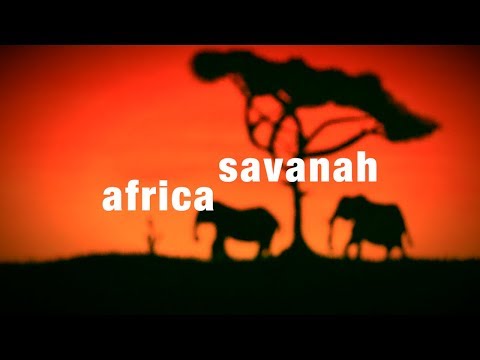 لوحه ب اجواء السافانا الأفريقيه هيفا عبيد