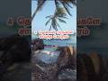 😱 Four Coconut Trees Fall at Once | Shocking Natural Incident 🌴 #viral #shorts