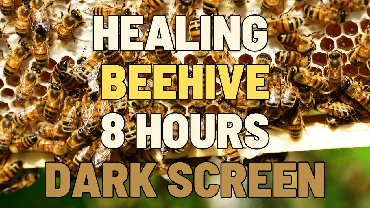 8 Hours Healing Beehive | Sleep, Study, Focus | NO ADS - YouTube