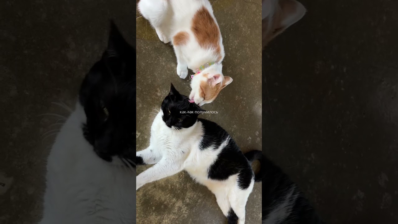 Завела котов 