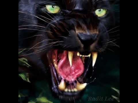 Suara auman macan jantan
