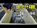 釣ってきたうなぎはこうやって飼育してみて! 【うなぎ飼育】