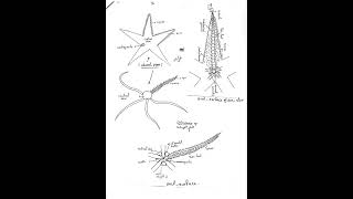 Echinodermata - Lecture 2