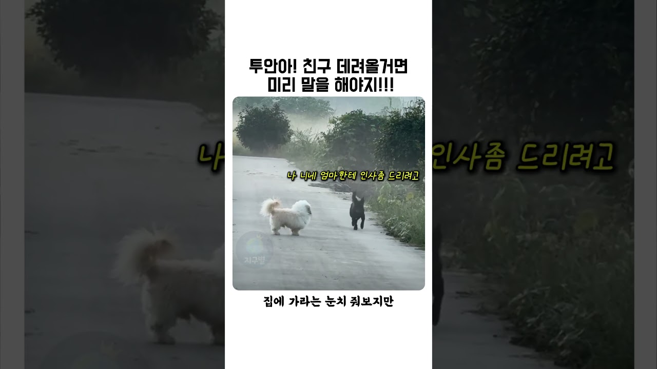 친구 데리고 오는 시골 똥강아지 ㅋㅋㅋ #shorts